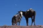 Cavalos esperam seus clientes sob a lua e um céu azul, aos pés de El Quemado, na região de Real de Catorce, pueblo mágico no norte do México
